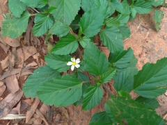 Malvastrum coromandelianum