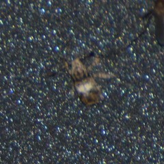 Toxonotus cornutus