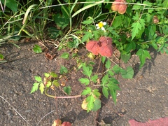 Cardiospermum halicacabum