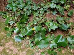 Ranunculus cortusifolius image