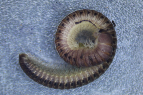 Oriulus venustus photo 3