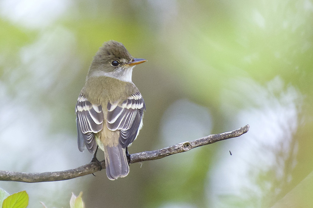 Willow Flycatcher (Flycatchers of the US) · iNaturalist