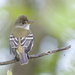 Willow Flycatcher - Photo (c) Owen Strickland, some rights reserved (CC BY), uploaded by Owen Strickland