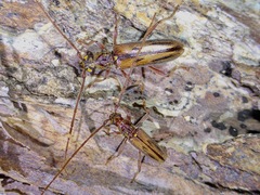 Eburida sublineata