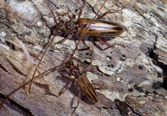 Eburida sublineata