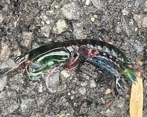 Gonodactylaceus falcatus observed 2023-03-29
