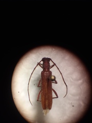 Aneflomorpha lineare