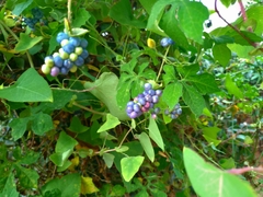 Persicaria perfoliata