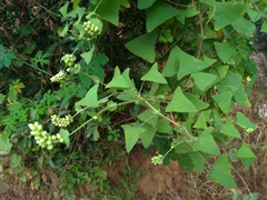 Persicaria perfoliata