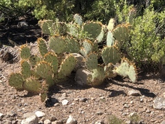 Opuntia dulcis