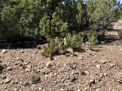 Opuntia dulcis
