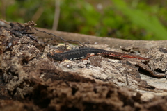 Salamandrina perspicillata