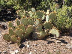 Opuntia dulcis