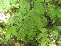 Adiantum trapeziforme