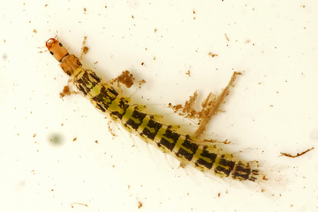 Hairy Whirligig Beetle