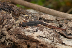 Salamandrina perspicillata