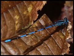 Argia concinna