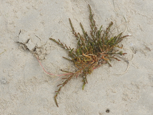 Image of Salicornia tegetaria by (c) Noeleen du Toit, some rights reserved (CC BY-SA)
