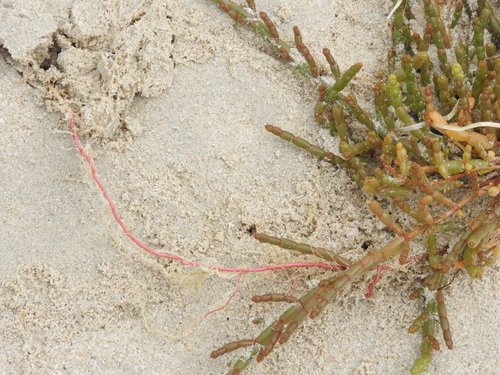 Image of Salicornia tegetaria by (c) Noeleen du Toit, some rights reserved (CC BY-SA)