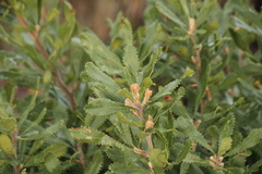Banksia ornata