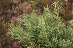 Banksia ornata