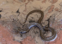 Thamnophis rufipunctatus