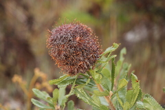 Banksia ornata