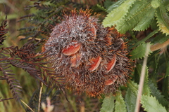 Banksia ornata