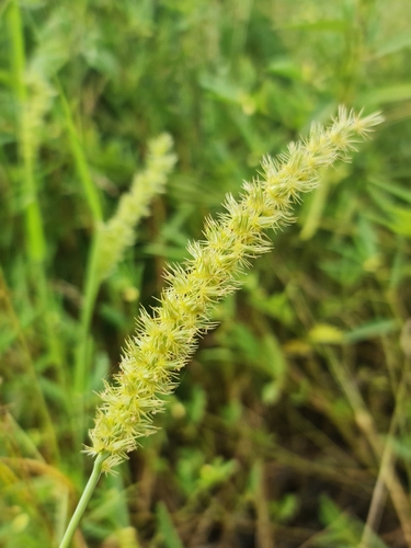Foto de Capim-carrapicho