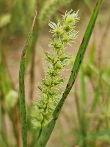Foto de Capim-carrapicho