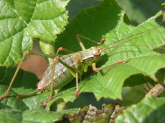 Barbitistes constrictus