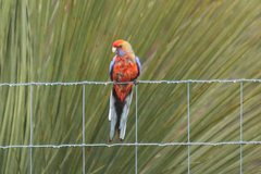 Platycercus elegans adelaidae