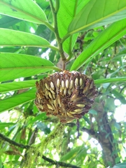 Apoica pallens image