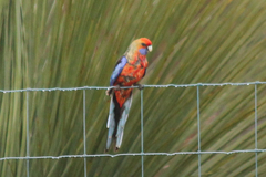 Platycercus elegans adelaidae