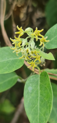 Leptadenia madagascariensis