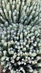 Euphorbia resinifera