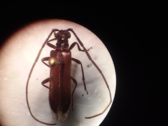 Centrodera osburni