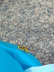 Vespula sulphurea