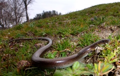 Chalcides chalcides