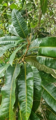 Image of Croton argyrodaphne
