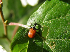Apoderus coryli