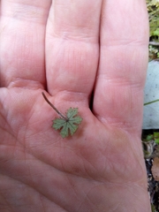 Hydrocotyle dissecta