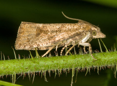 Endothenia ericetana
