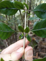 Coprosma tenuifolia