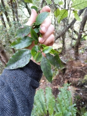 Coprosma tenuifolia
