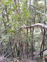 Coprosma tenuifolia