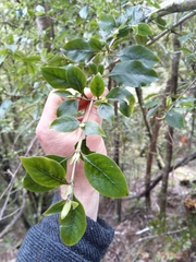 Coprosma tenuifolia