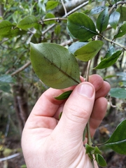Coprosma tenuifolia