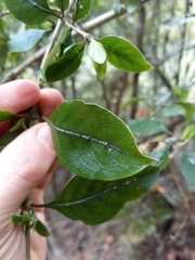Coprosma tenuifolia