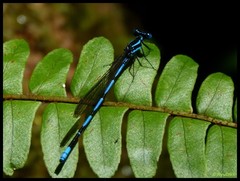 Argia concinna